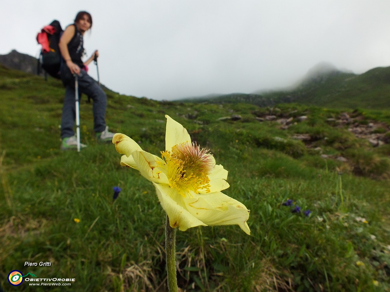 18 Pulsatilla alpina sulfurea.JPG